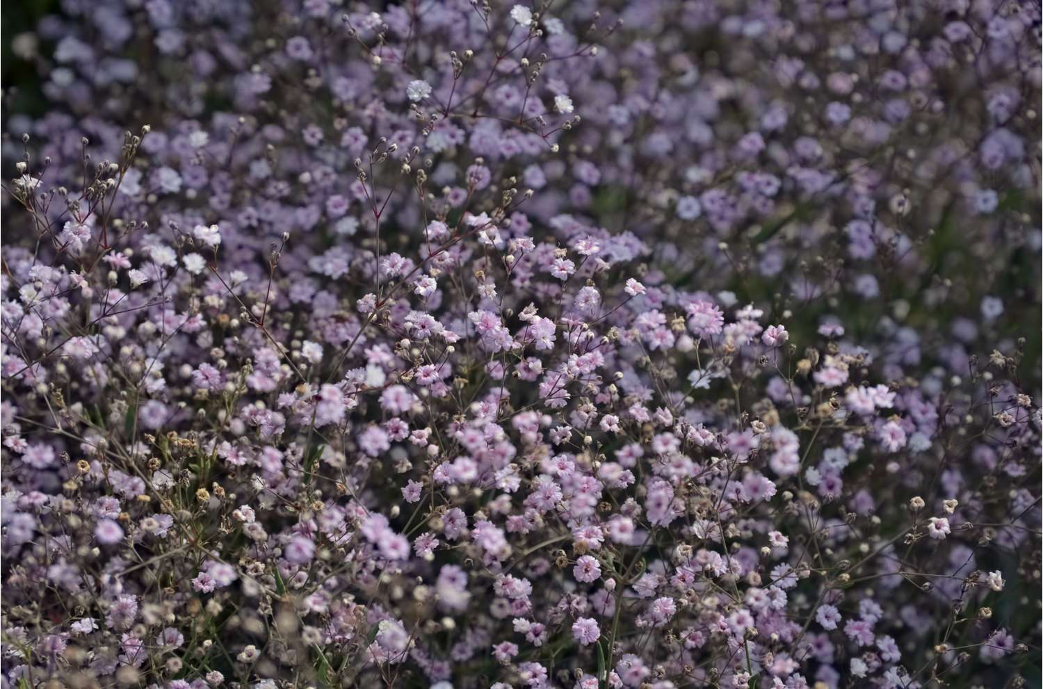 Morsiusharso 'Pacifica'